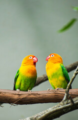 pair of birds