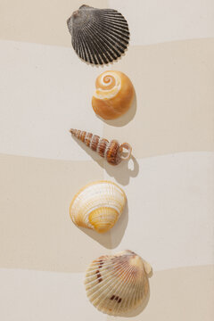 Sea shells arranged on surface
