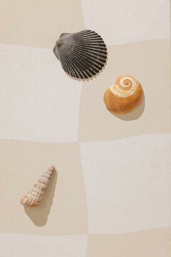 Sea shells arranged on surface