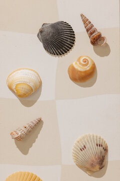 Sea shells arranged on surface