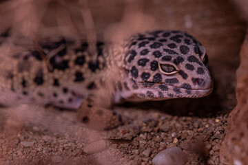 Night gecko in detail with rhinestones.