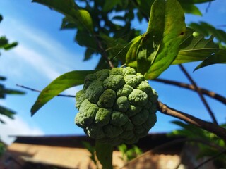 Fototapeta premium Srikaya or Annona Cherymola tropical fruits