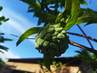 Tropical fruits annona Cherymola or srikaya