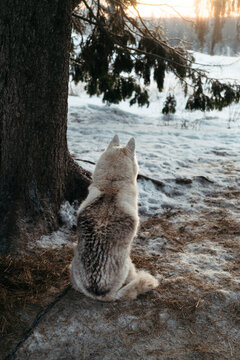 Husky dog sitting under tree.