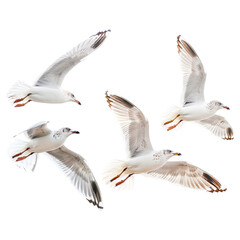 seagulls isolated on white transparent background