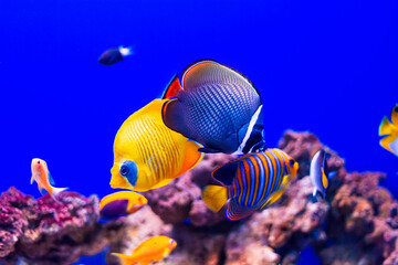 Fototapeta na wymiar Tropical marine fish on a coral reef.