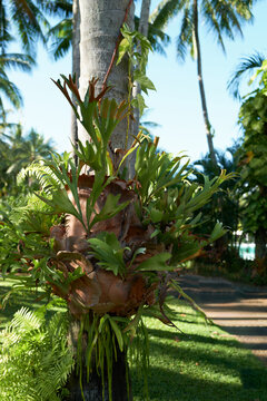 Sag Fern on Palm Tree