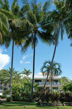 Tall Palms and Queenslander style home