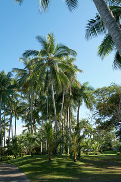 Tropical Palm Trees and gardens