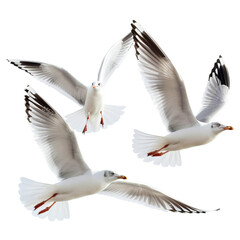 seagull in flight on white transparent background