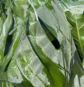 plant in plastic