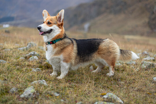 Running corgi