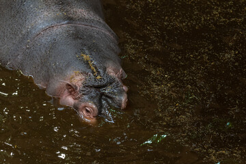 A hippopotamus swims in murky and dirty water.