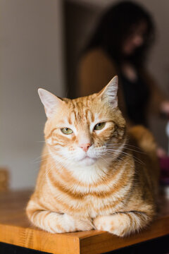 Expressive cat passing judgement