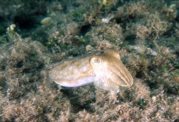 Common Cuttlefish, Cuttlefish (Sepia officinalis) Capo Caccia, Alghero. Sardinia. Italy, Mediterranean sea
