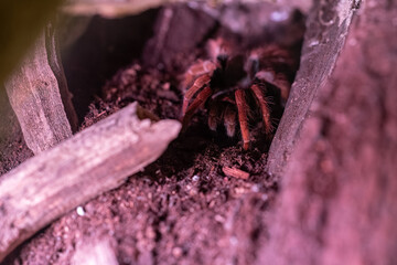 The solid cellar hides in the terrarium.