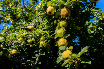 Quince Fruit On The Vine In Autumn.
