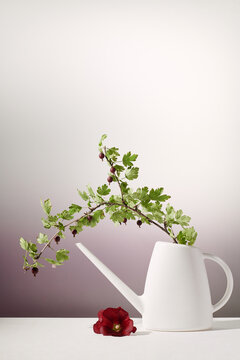 white watering can with gooseberry branches on a gradient background