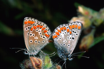 Common Blue butterfly Polyommatus icarus mated pair. Sardinia, Italy