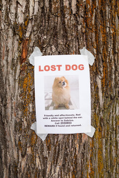 Announcement of lost dog hanging on tree trunk