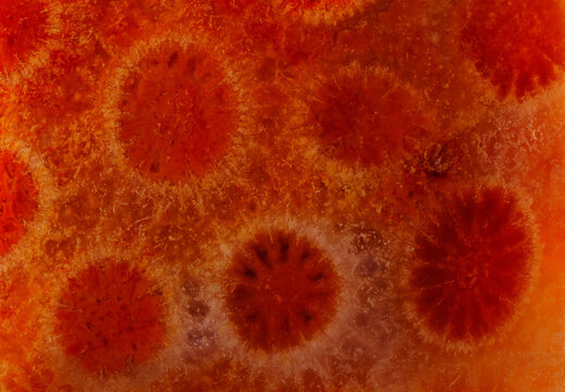 agatized fossil coral symbiosis of agate and crystal