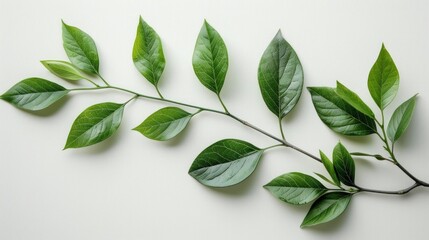 Green plant branch against a white background, minimalistic plant-on-wall concept, clean, AI Generative