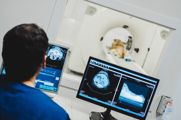Anonymous doctor with computers and dog on scan bed