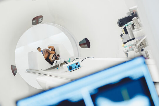 Dog undergoing CT scan in modern hospital