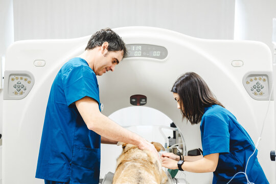 Veterinarians preparing dog on CAT scan in hospital