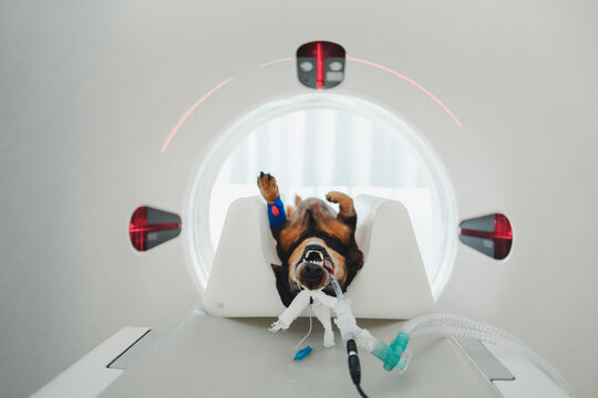 Dog undergoing CAT scan in modern clinic