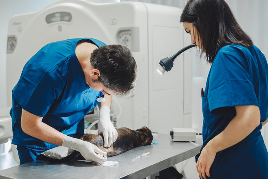Veterinarian and assistant remove spinal fluid from a dog