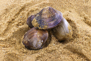 Fototapeta na wymiar nature and summer holidays concept - Single quahog clam at low tide on the beach