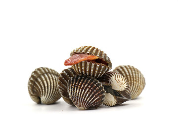 Fresh cockles  on a white background. Natural seafood.