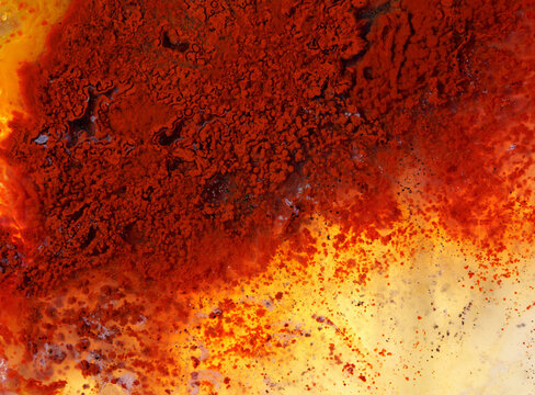 agatized fossil coral symbiosis of agate and crystal