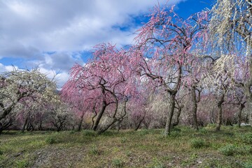 青空バックに見る満開のカラフルな梅林公園の情景