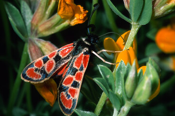 butterfly on flower, Zygaena cfr orana. Cabras, Oristano. sardinia. Italy