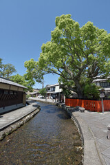 Fototapeta premium 新緑の上賀茂神社 明神川と藤木社 京都市北区