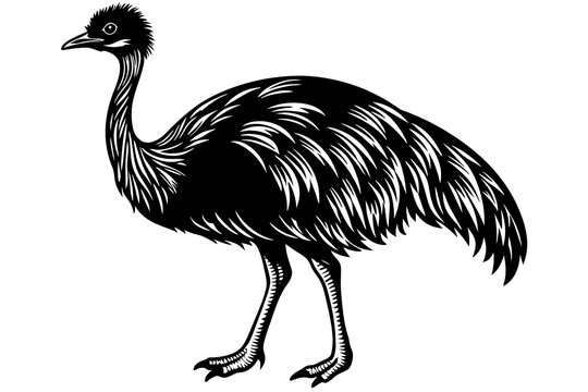 recommend clip art: emu vector illustration