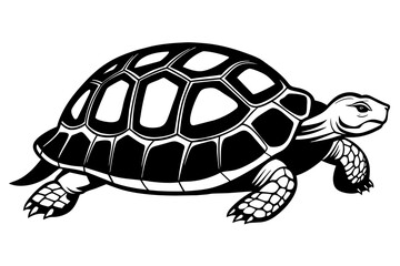 tortoise vector illustration