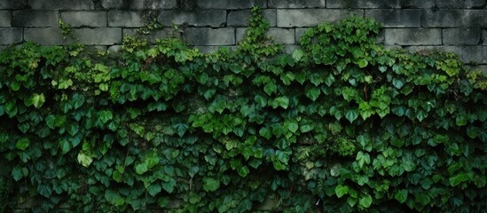 Texture of a verdant wall