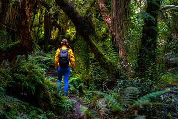 Fototapeta premium hiker with a backpack walking through a magical, dense rainforest in New Zealand South Island, Mount Aspiring National Park on the west coast