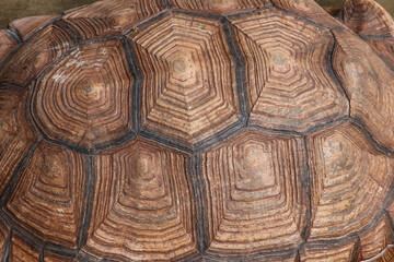 turtle on a tree