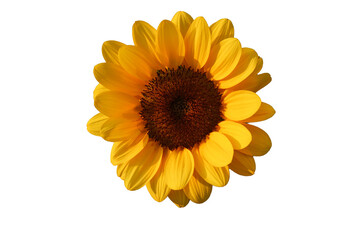 Fototapeta premium sunflower isolated on white background