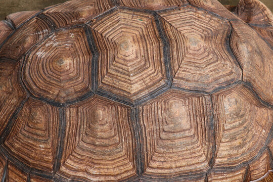 turtle on a tree