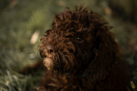 lagotto romagnolo