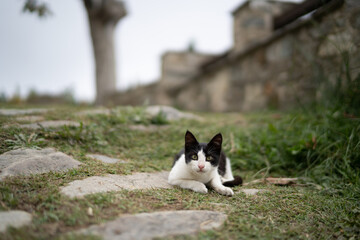 Naklejka na ściany i meble Black and White Cat on a Grassy Yard