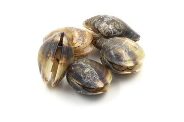 Closed up fresh baby clams, venus shell, shellfish, carpet clams, short necked clams, as raw food from the sea are the seafood ingredients. fresh clams isolated on white background.