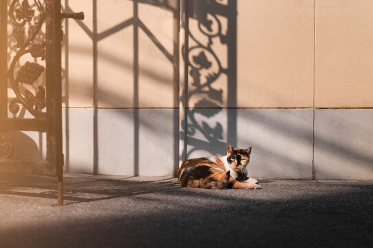 Alley Cat