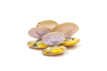 sea shells isolated on white