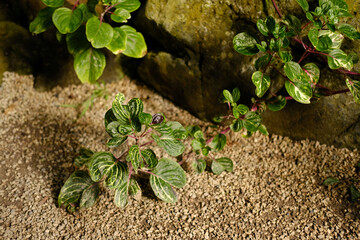 Branch of iresine plant 